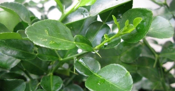 Miraculous effects of grapefruit leaves