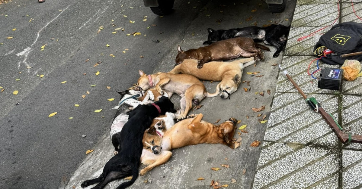 ホーチミン市で犬泥棒2人とバイクに車が衝突