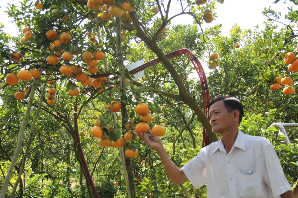 Qu&yacute; hồng Lai Vung (Đồng Th&aacute;p) chỉ ch&iacute;n v&agrave;o dịp cuối năm, v&agrave;o thời điểm n&agrave;y kh&aacute;ch sẽ đến tham quan rất nhiều. (Ảnh Hữu Tuấn)