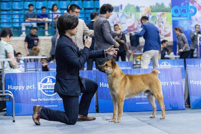 Vang, le chien qui a remporté le titre le plus prestigieux au Concours canin du Vietnam 2024, le 6 avril. Photo : Le Tan