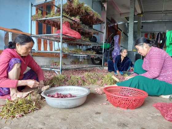 Người dân cắt củ để bán cho thương lái dù giá hành sau mưa lũ thấp hơn. Ảnh: NGUYỄN TRANG ảnh 8