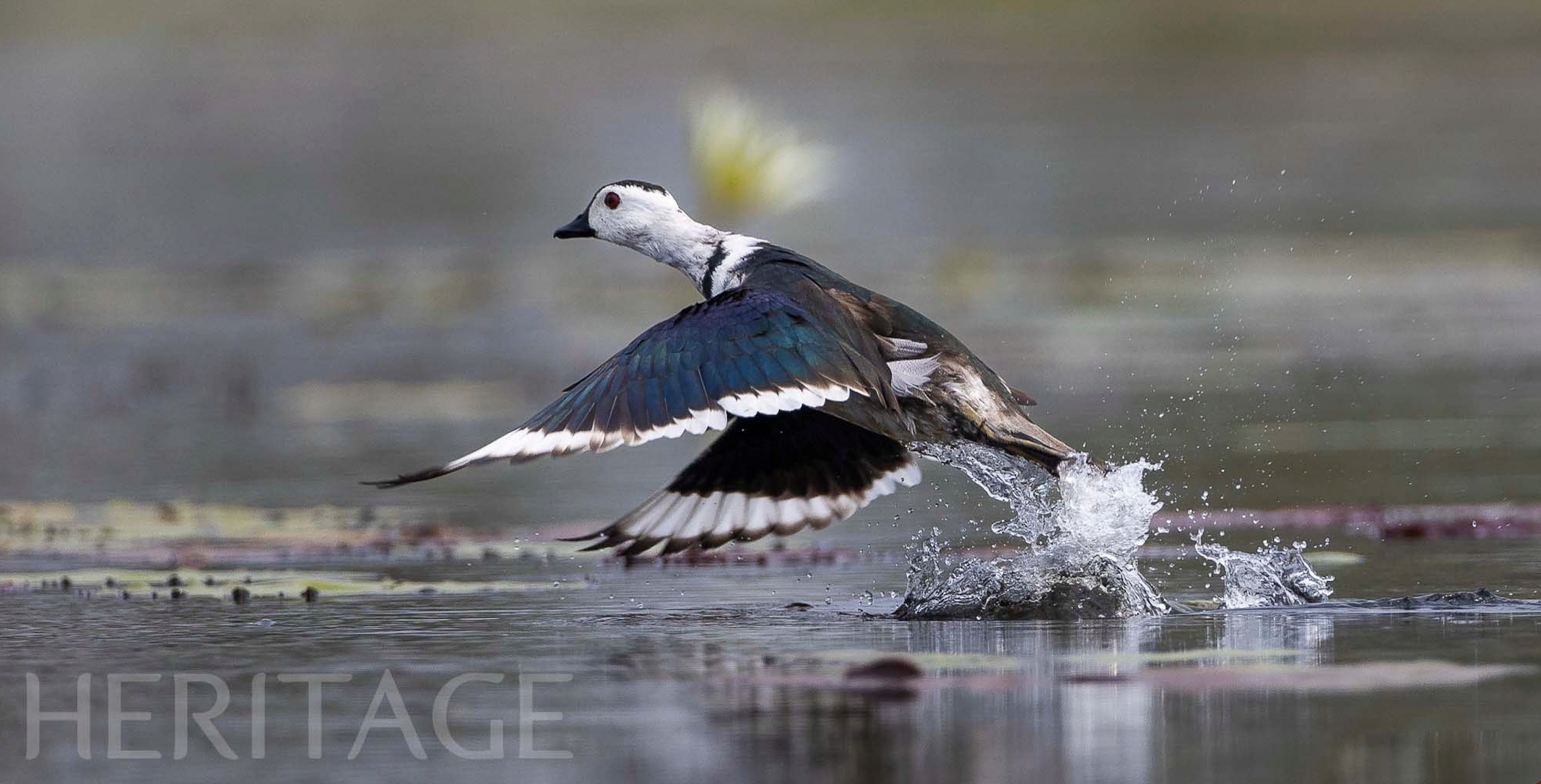 Bailar sobre el agua