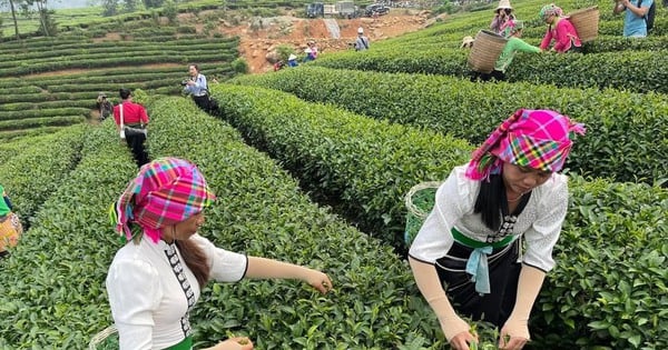 ライチャウで茶摘み、茶の乾燥、茶の試飲を楽しめる初の茶祭りが開催された。