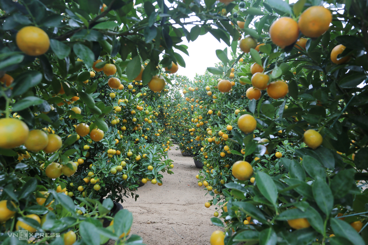 Medicinal uses of kumquats for Tet