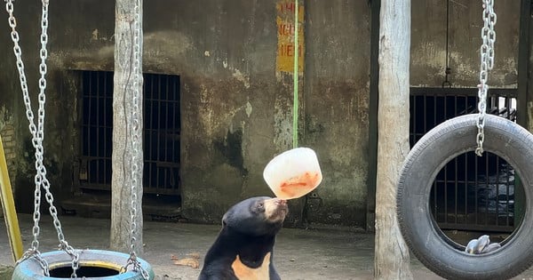 Überrascht, einen Bären zu sehen ... beim Eisessen im Zoo von Ho-Chi-Minh-Stadt