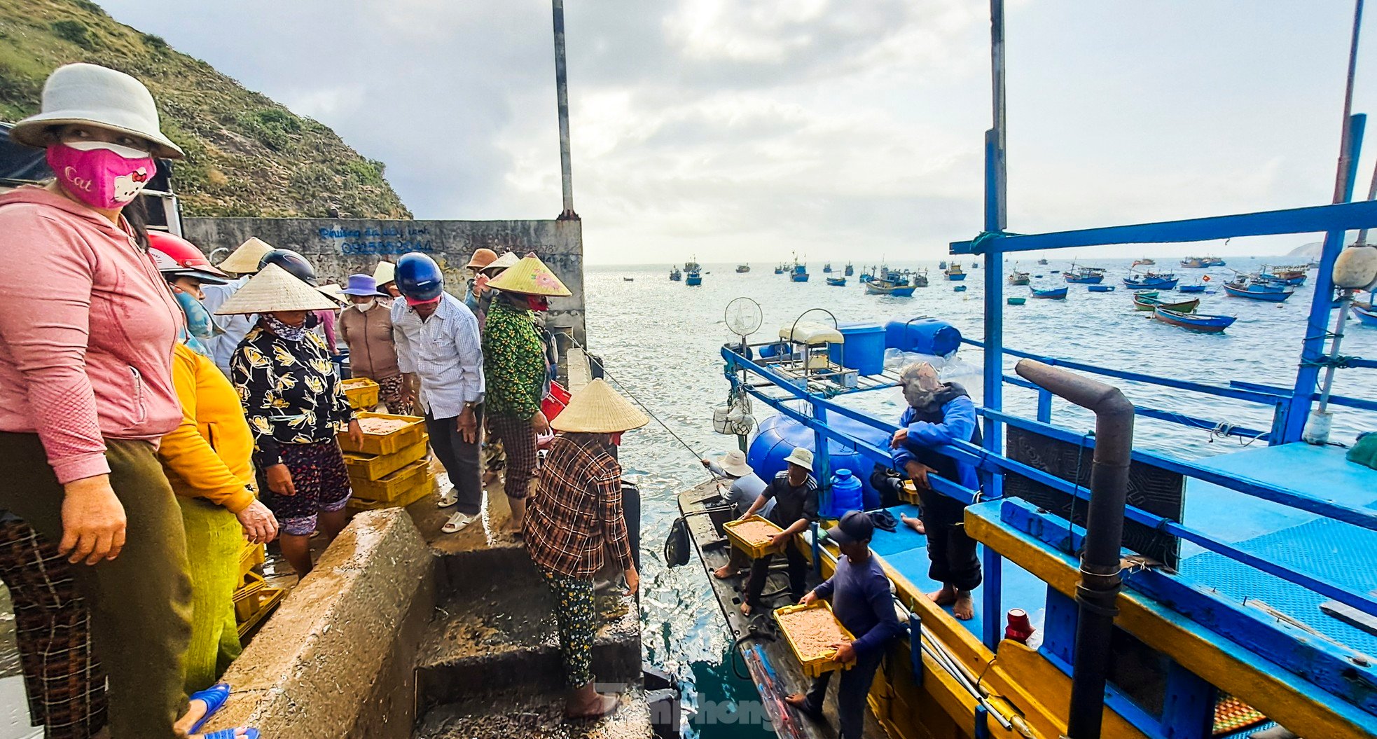 Ngư dân Bình Định trúng đậm lộc biển, thu 225 tấn ruốc, cá cơm sau 3 ngày ảnh 1