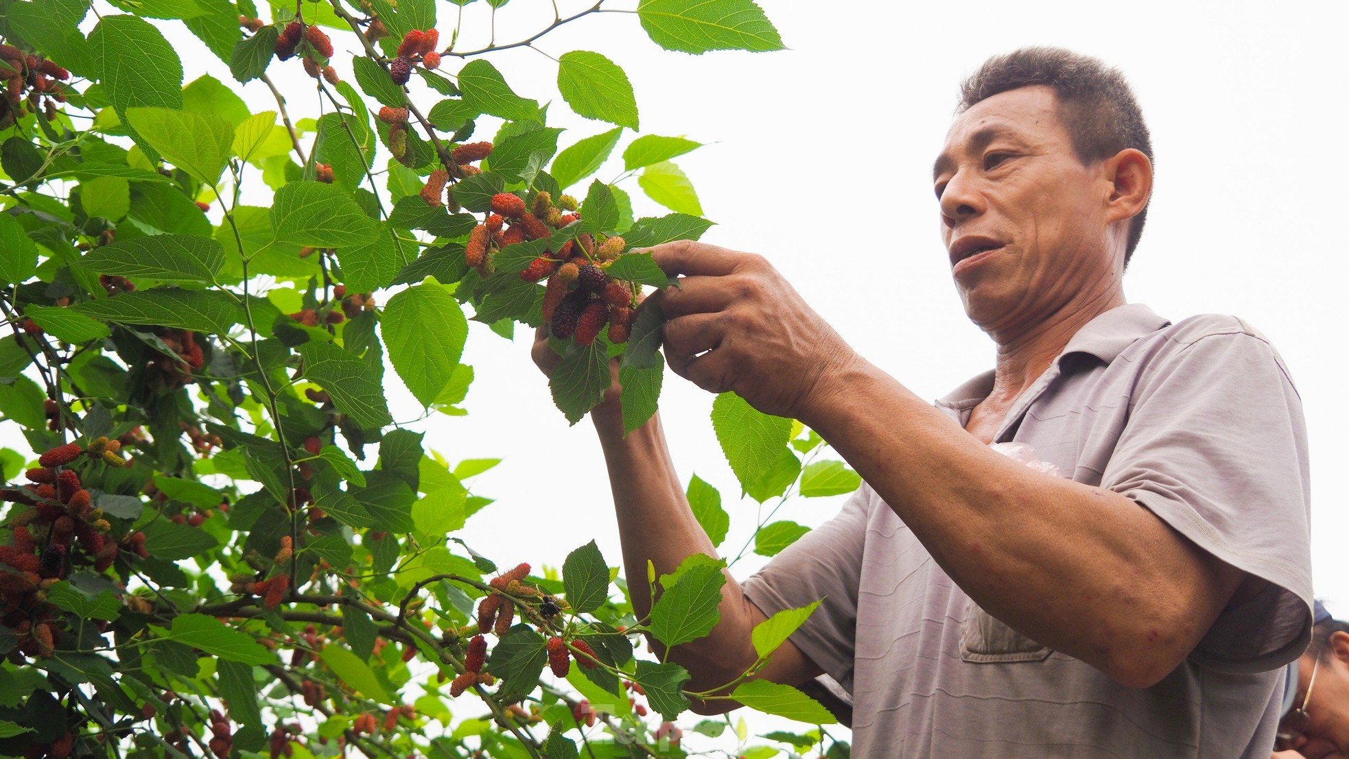 Dâu tằm vào mùa thu hoạch, chín đỏ vùng ven ngoại thành Hà Nội ảnh 6