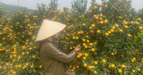 The "capital" of peach and kumquat trees in the Mining land is bustling during the Tet season