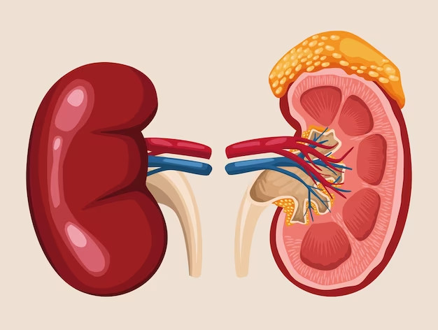 9 thói quen không ngờ lại gây suy thận- Ảnh 1.