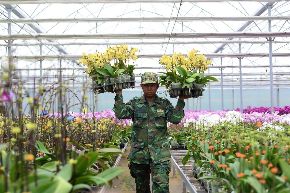 Los pueblos de flores de lujo en Lam Dong están muy concurridos durante la temporada del Tet, foto 7