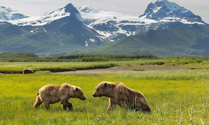 Deux célèbres ours Kodiak dans le parc national de Katmai. Photo : Keo Johnson