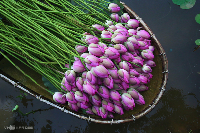 Harvesting West Lake lotus grown near the water park. Photo: Ngoc Thanh