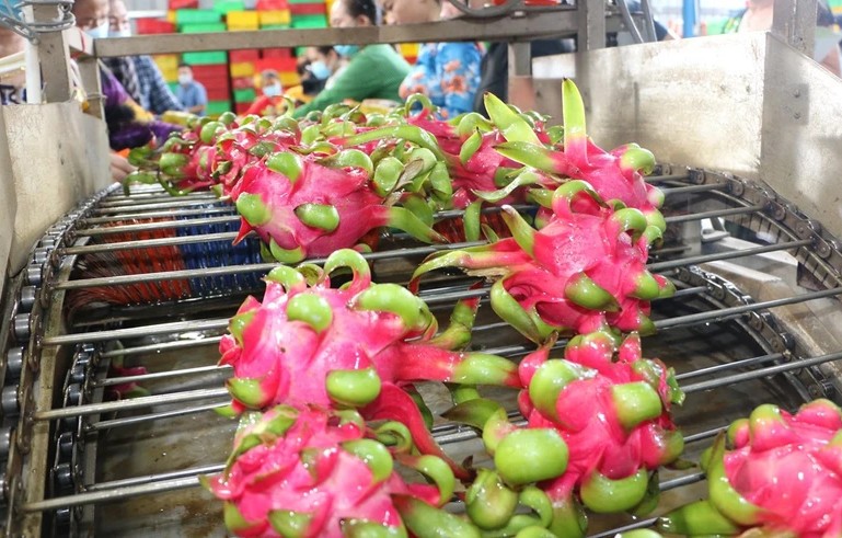 La fruta del dragón vietnamita enfrenta muchos desafíos en el mercado.