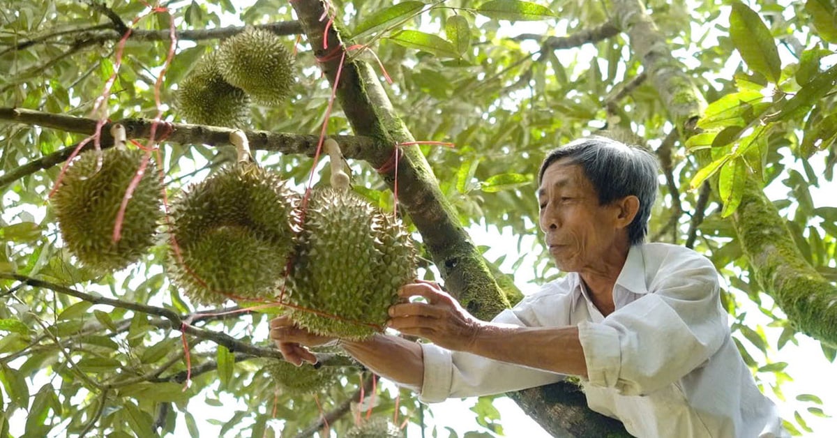 Cảnh báo tình trạng giả mạo mã số đóng gói xuất khẩu sầu riêng