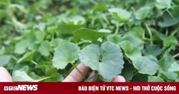 Uống nước rau má có tác dụng gì?