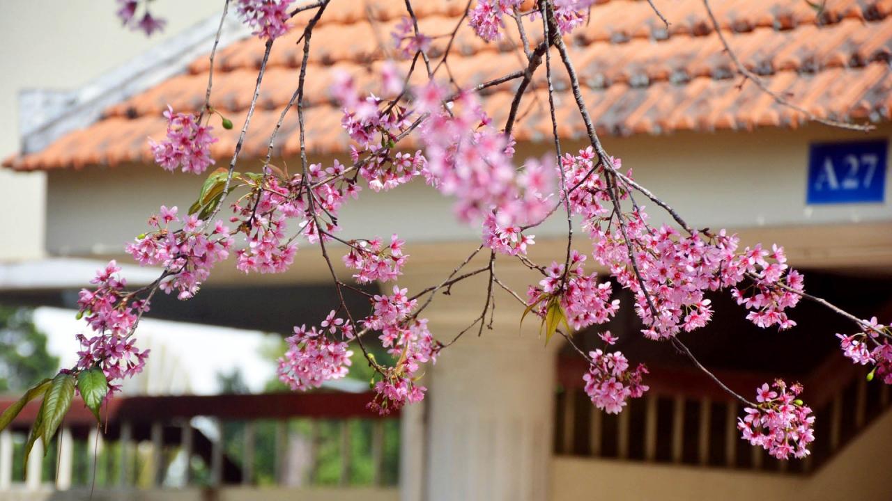 Hoa mai anh đào đã trở thành “biểu tượng” mùa xuân Đà Lạt. Khi phố núi trổ nắng vàng, tiết trời lạnh hơn, người dân xứ sở ngàn hoa hò hẹn với mùa hoa thương nhớ, để “nghe tâm tư mơ ước mộng đào nguyên đẹp như chuyện ngày xưa“. 