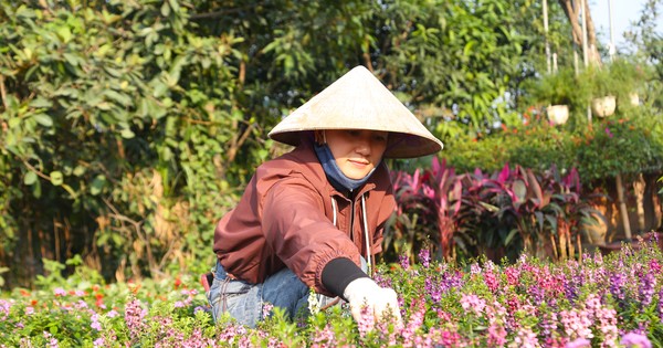 Making a living in the flower village, hoping for a warm Tet