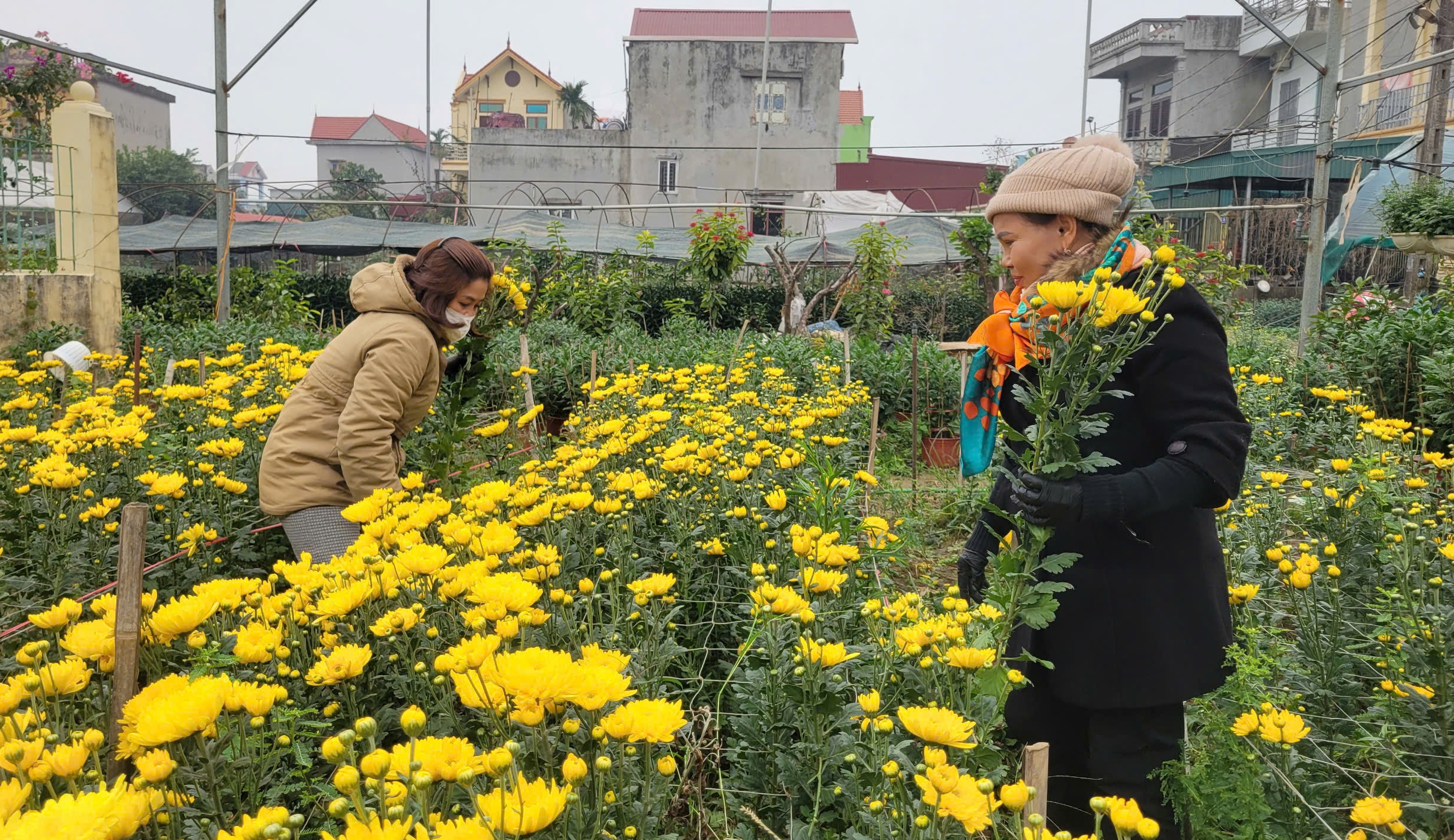 Làng hoa nổi tiếng Thanh Hóa, Ninh Bình tất bật vụ Tết- Ảnh 10.