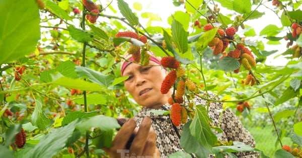 Mulberries ក្នុងរដូវប្រមូលផល ទុំក្រហមនៅជាយក្រុងហាណូយ