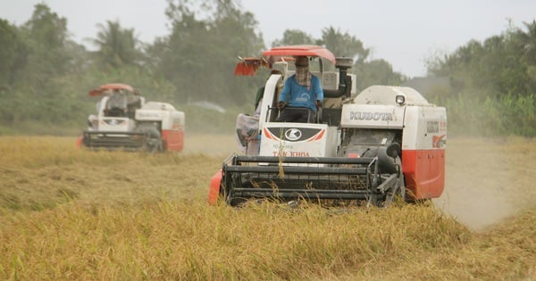 Le prix a augmenté de plus de 33%, les exportations de riz ont rapporté près d'un demi-milliard de dollars au début de l'année