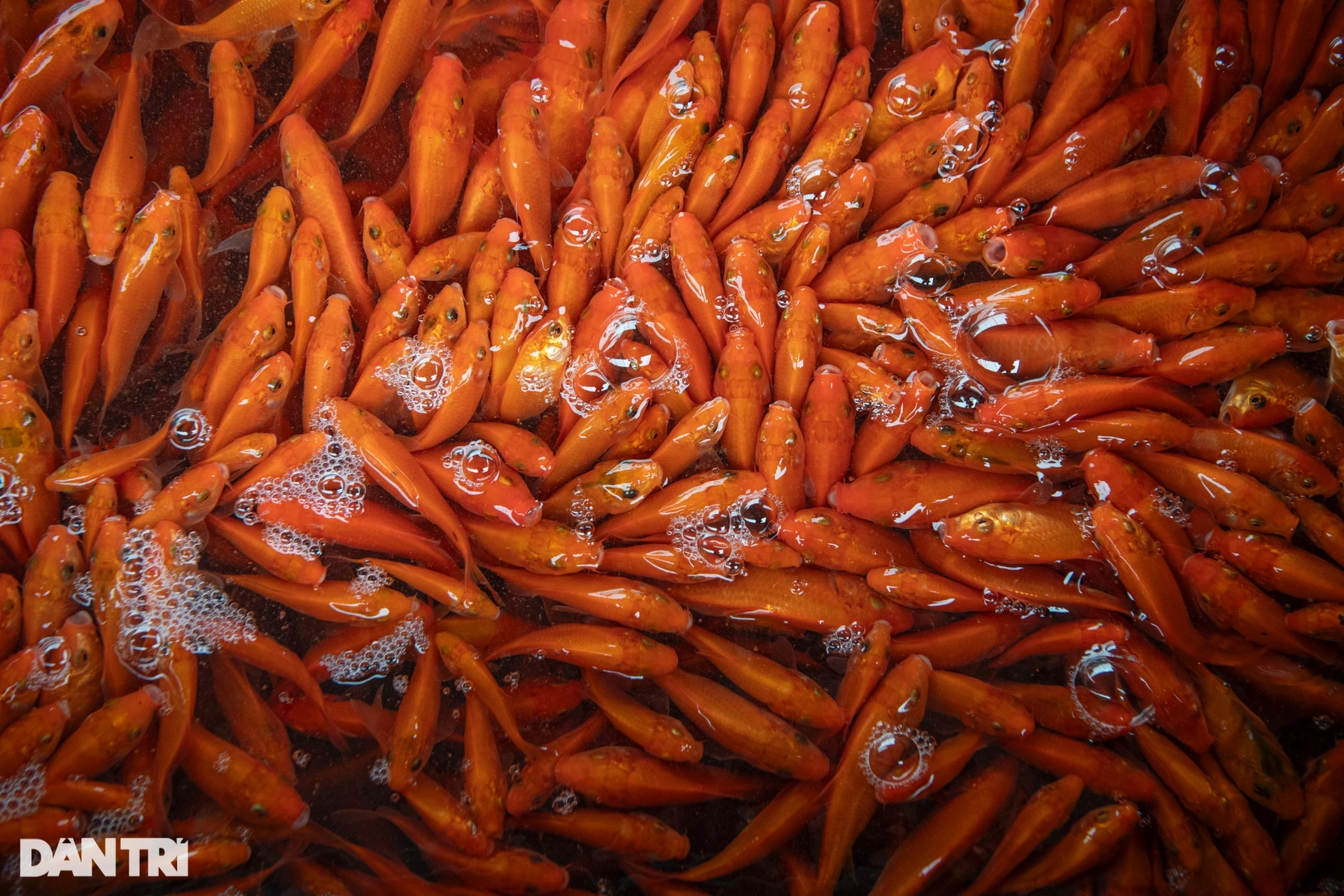 Durch Schlamm waten, um Netze auszubreiten, um rote Karpfen zu ernten, bevor der Tag des Küchengottes in den Himmel kommt