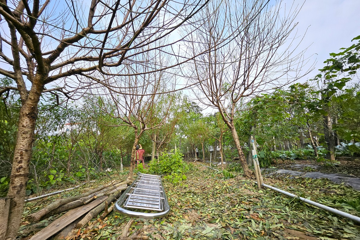 Stripping leaves, nurturing buds to bring spring colors photo 10