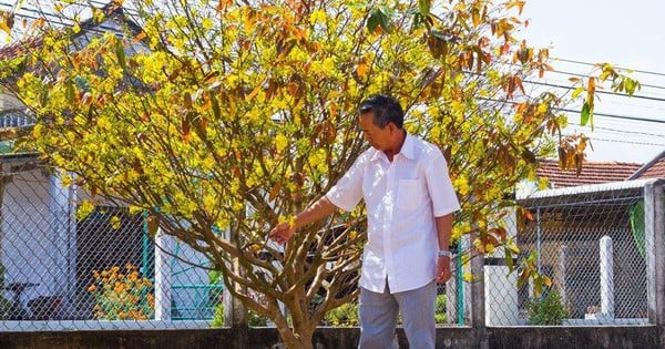 ¿Por qué un pueblo en Quang Ngai se llama la tierra de las flores de albaricoque?, si todo el pueblo cultiva flores de albaricoque, ¿por qué no está a la venta el antiguo albaricoquero amarillo?