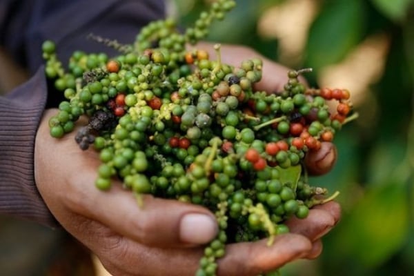 How much does Vietnam import pepper from Brazil?