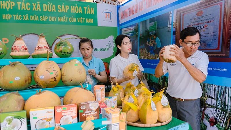 Tra Vinh investiga y selecciona variedades de coco con alta productividad y calidad.