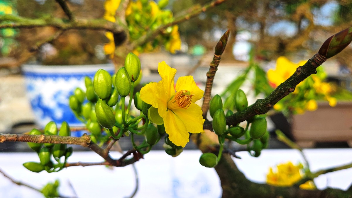 Fascinated by the 'unique' yellow apricot blossom, the symbol of spring in Hue