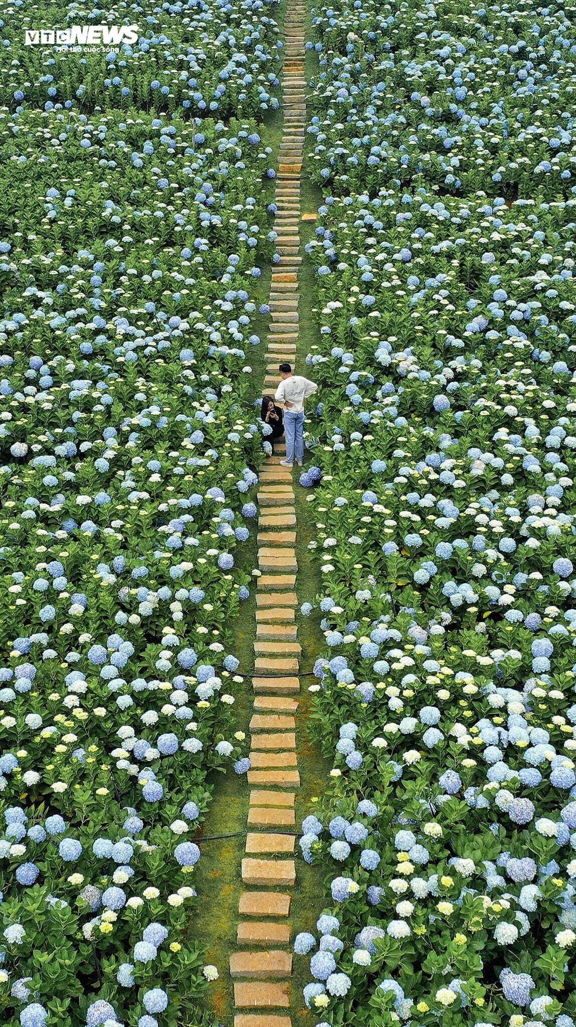 Fascinado por el campo de hortensias de 3.000 m2 en Da Lat, tan hermoso como un cuento de hadas - 3
