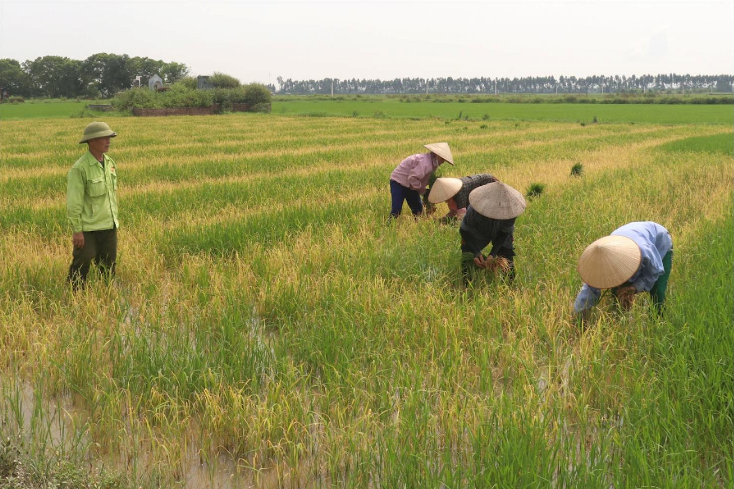 Pulvérisation d'herbicide par erreur, 1,3 hectare de riz d'un ménage de Nam Sach est mort