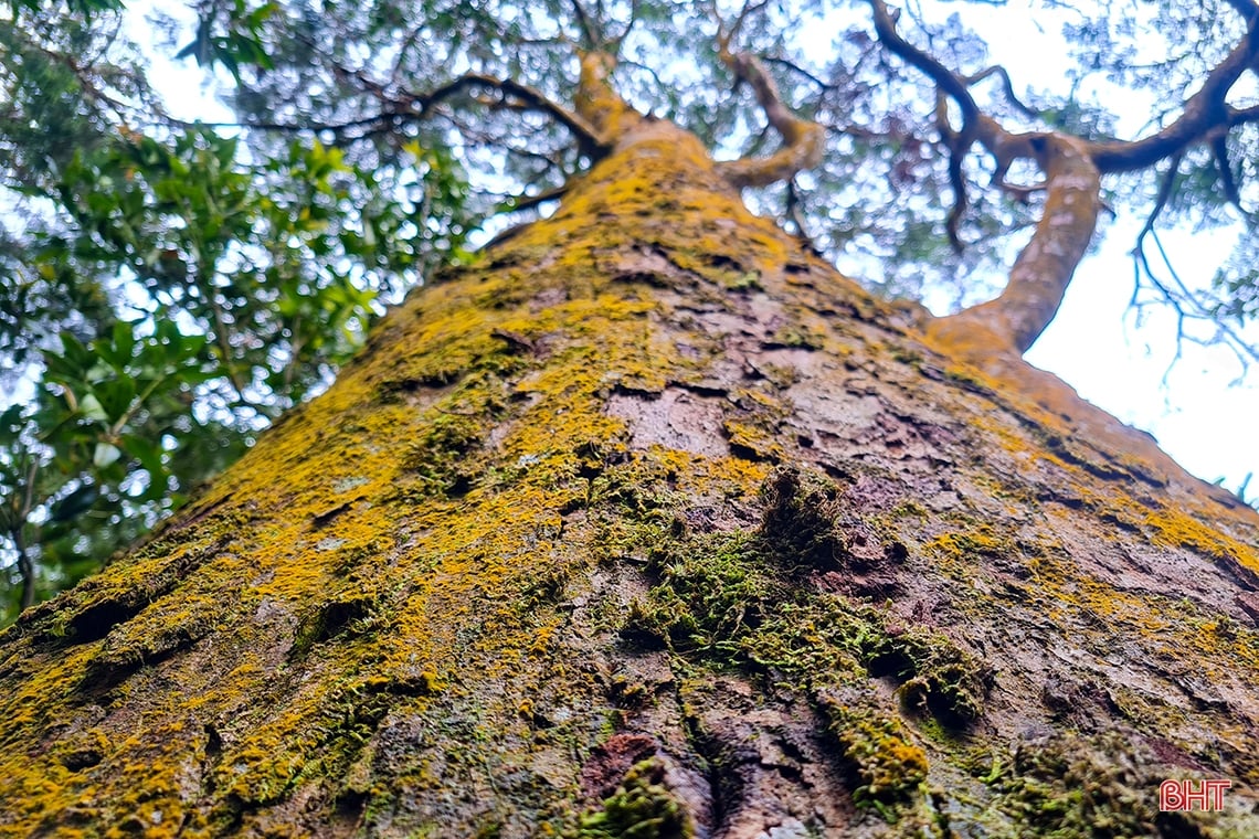 ស្វែងយល់ពីភាពស្រស់ស្អាតលាក់កំបាំងនៃឧទ្យានជាតិ Vu Quang