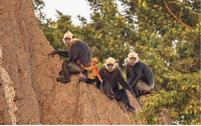 La belleza de la naturaleza a través de la exposición fotográfica de aves y animales salvajes vietnamitas 2024 foto 2