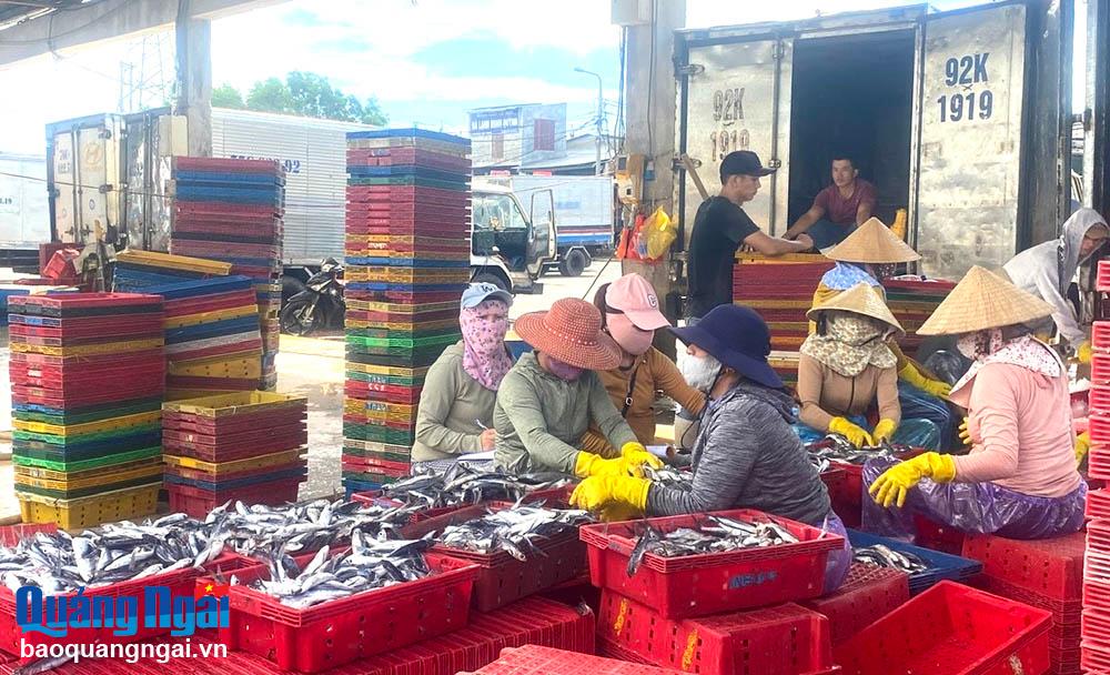 Après avoir été pêchés, les poissons sont rassemblés au port de pêche de Tinh Ky (ville de Quang Ngai) pour être consommés.