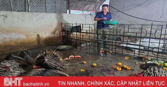 Triển vọng từ mô hình nuôi nhím ở Nghi Xuân