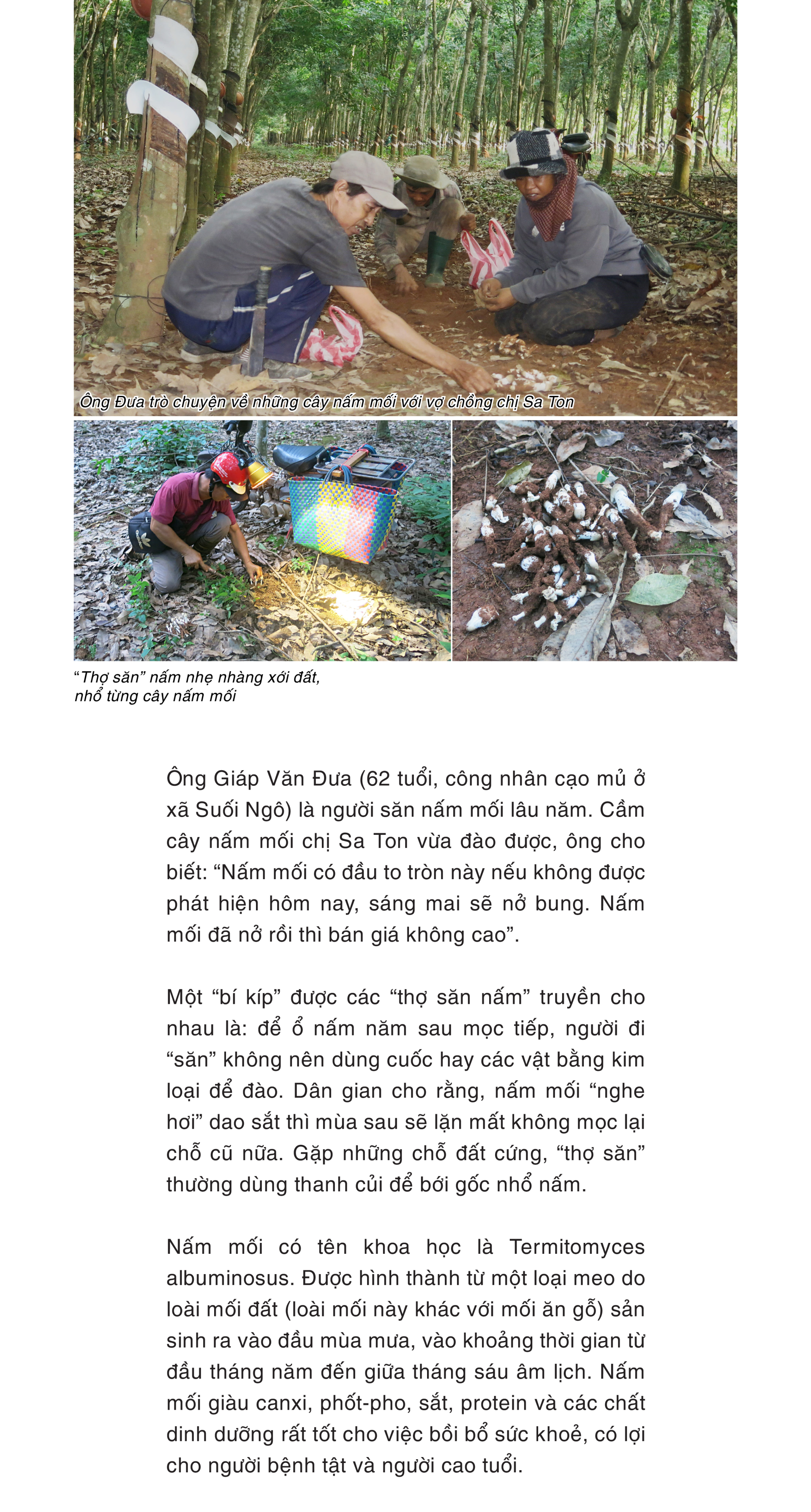 Mùa săn nấm mối