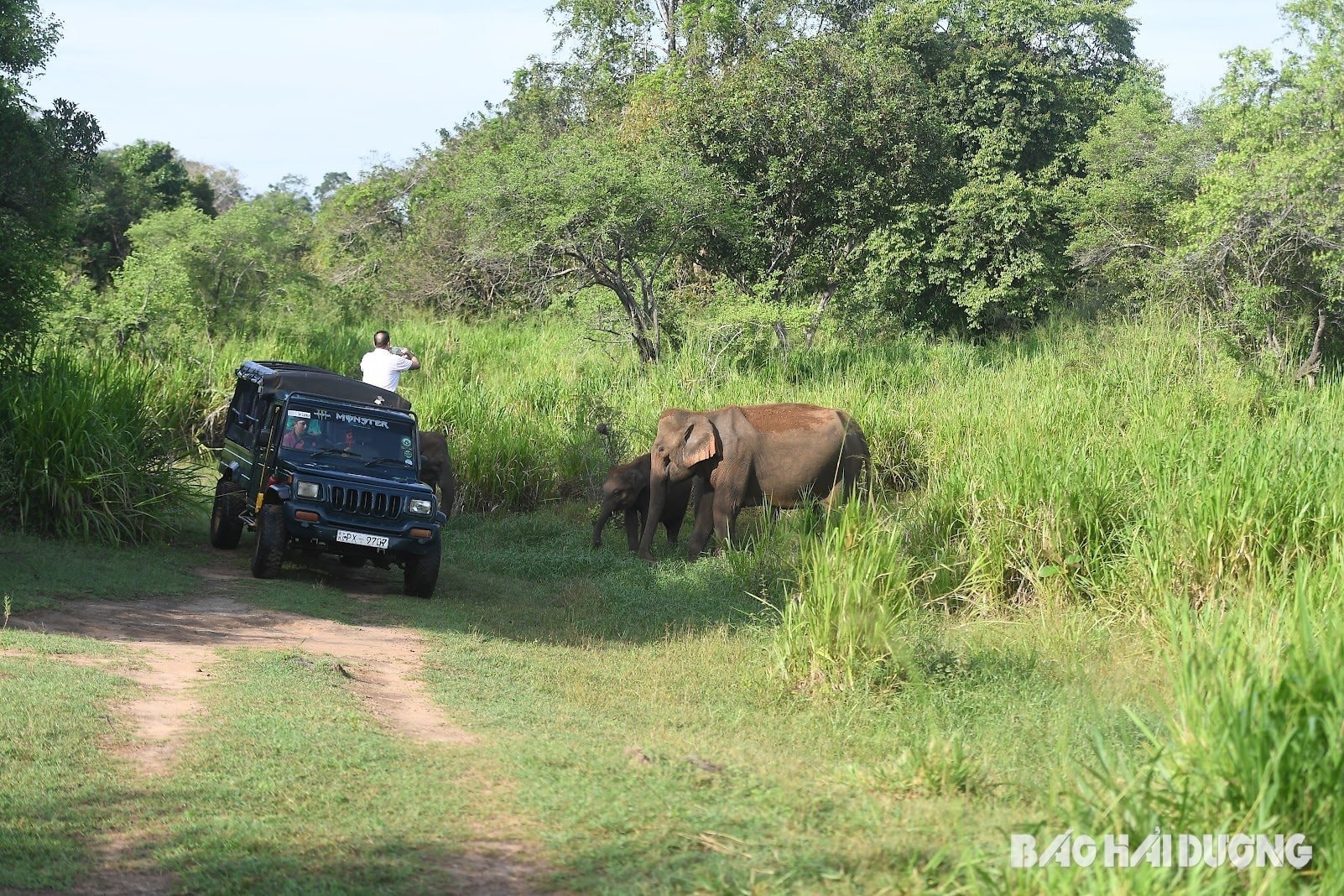 minneriya-national-park.jpg