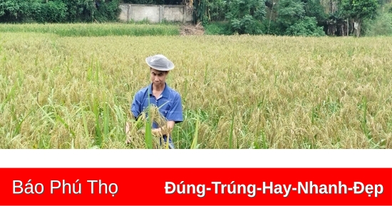 Phát triển sản phẩm OCOP để nâng cao giá trị nông sản