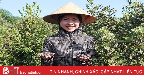 Trồng cây sim dại cho hiệu quả khó ngờ trên vùng đồi Kẻ Gỗ