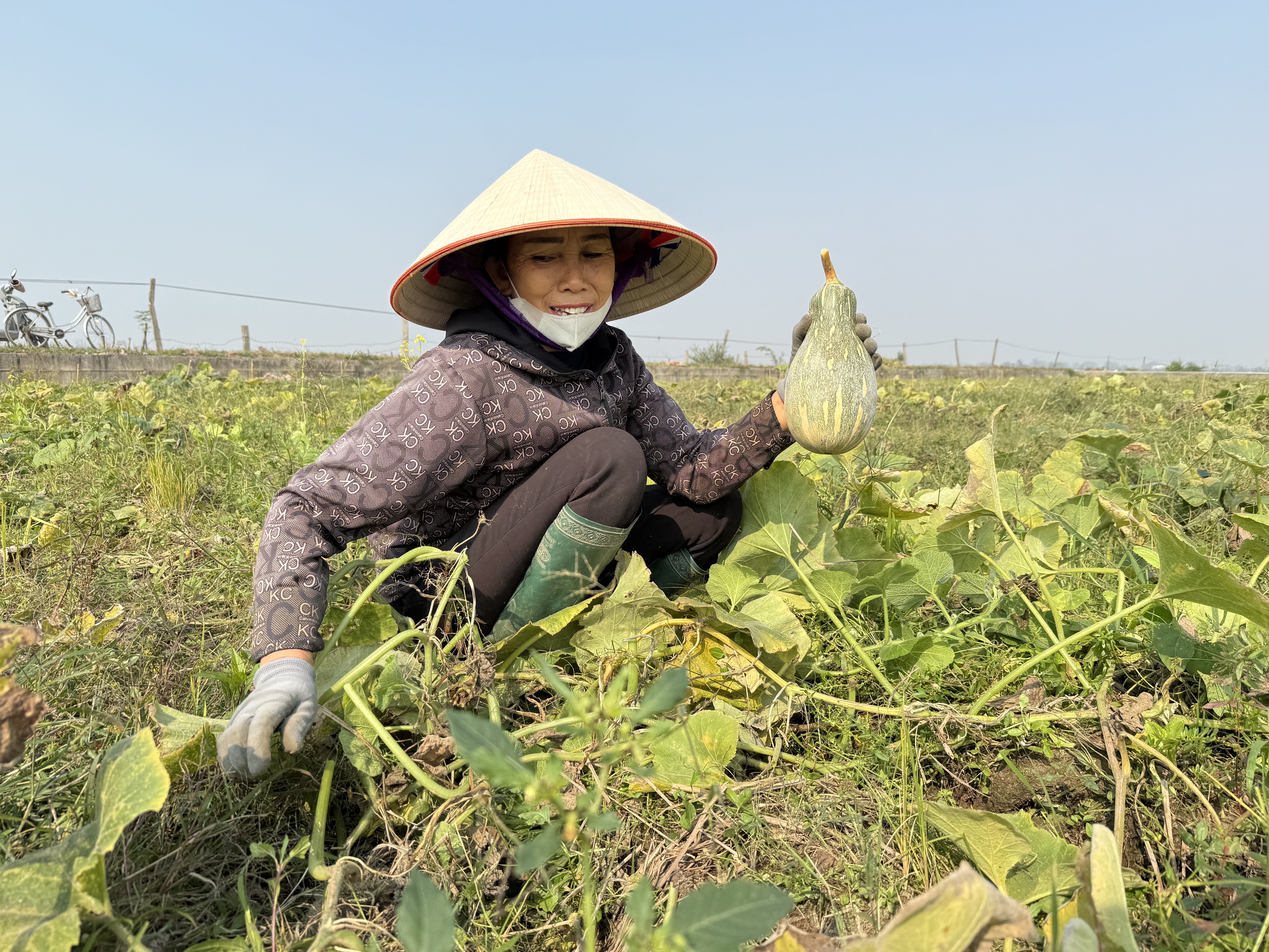 Niềm vui trên những cánh đồng vụ đông