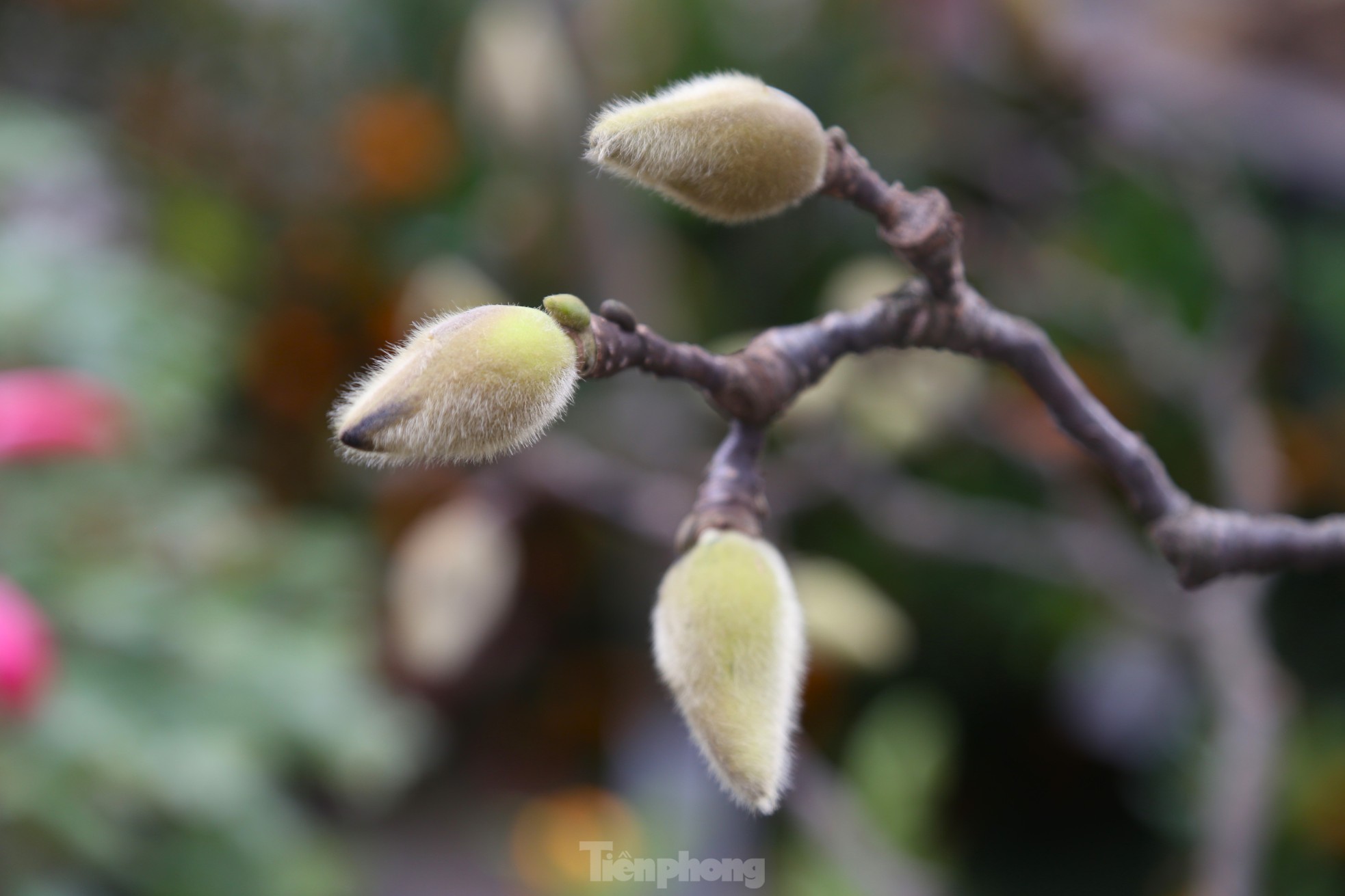 Zu Tet ist eine Blumenart mit einem Stiel wie trockenes Brennholz begehrt, die Millionen Dong kostet.