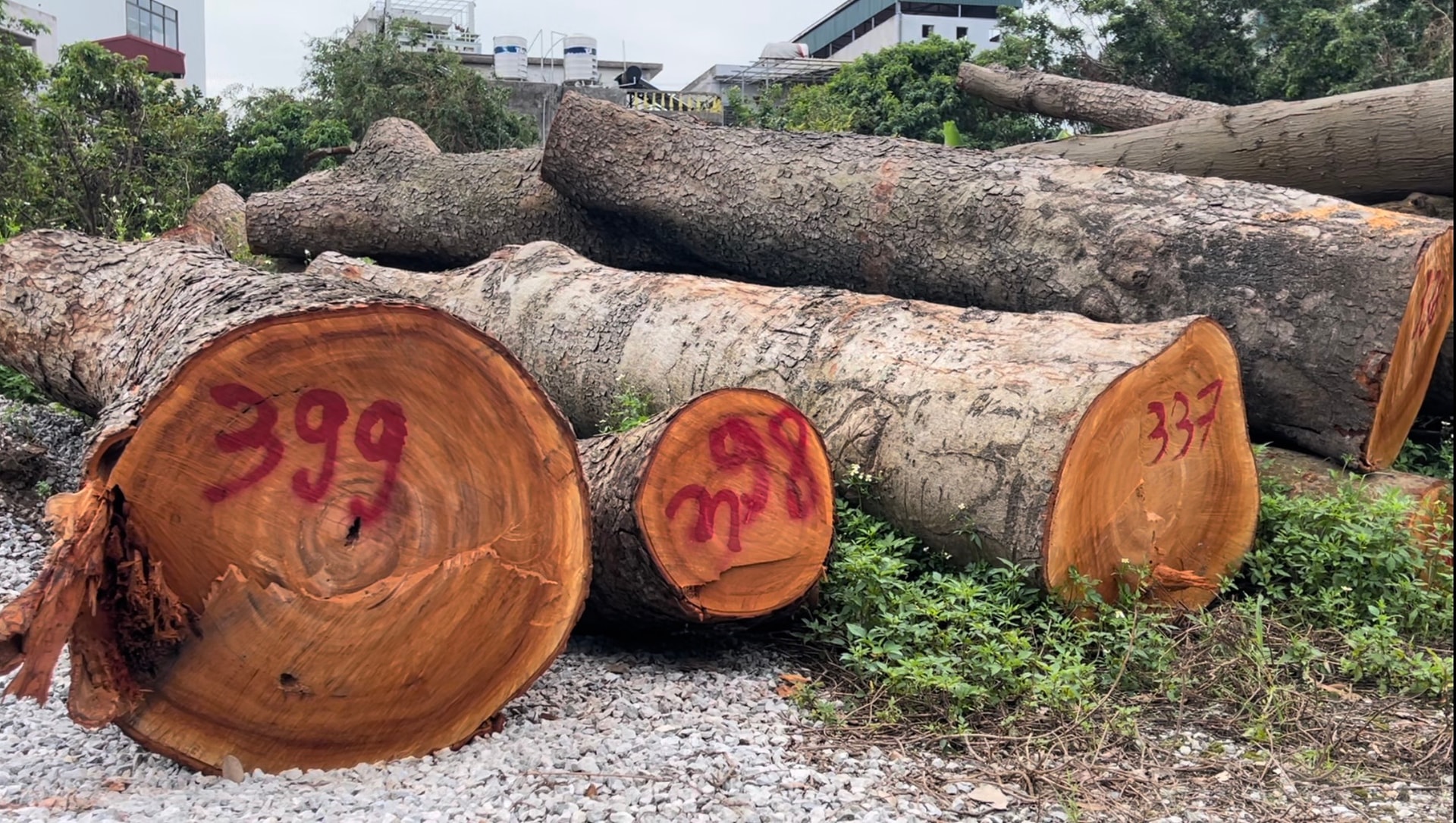 Le prix de départ pour la vente aux enchères du bois d'arbres tombés en raison de la tempête n°3 dans la ville de Hai Duong est de 438 millions de VND