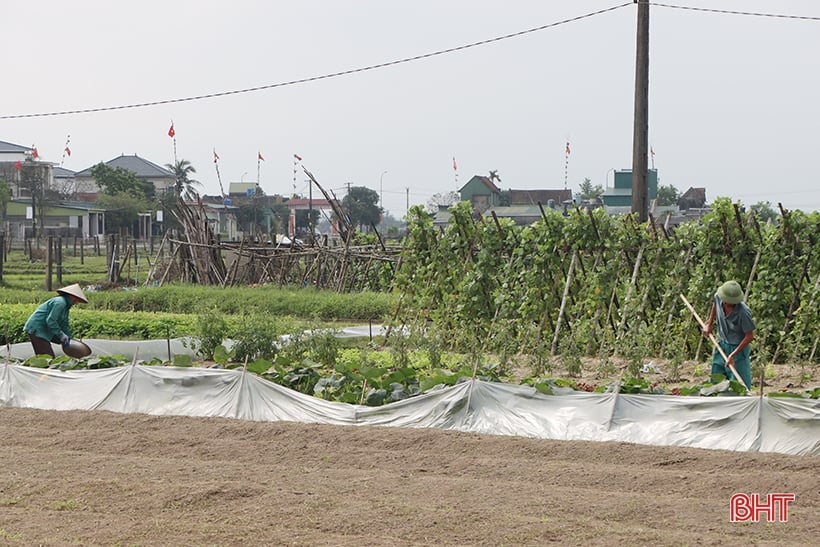 Las verduras y frutas tienen buenos precios y los agricultores de Ha Tinh producen activamente.