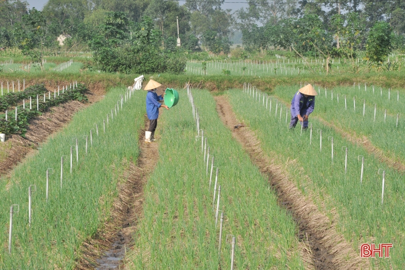 Los agricultores de Ha Tinh recuperan rápidamente la producción de cultivos de invierno