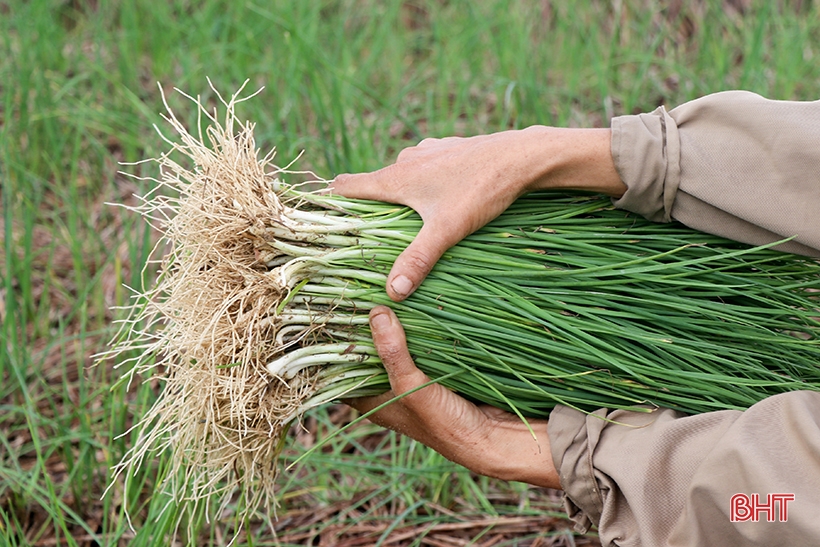 Early season shallots have good prices, Can Loc farmers are excited