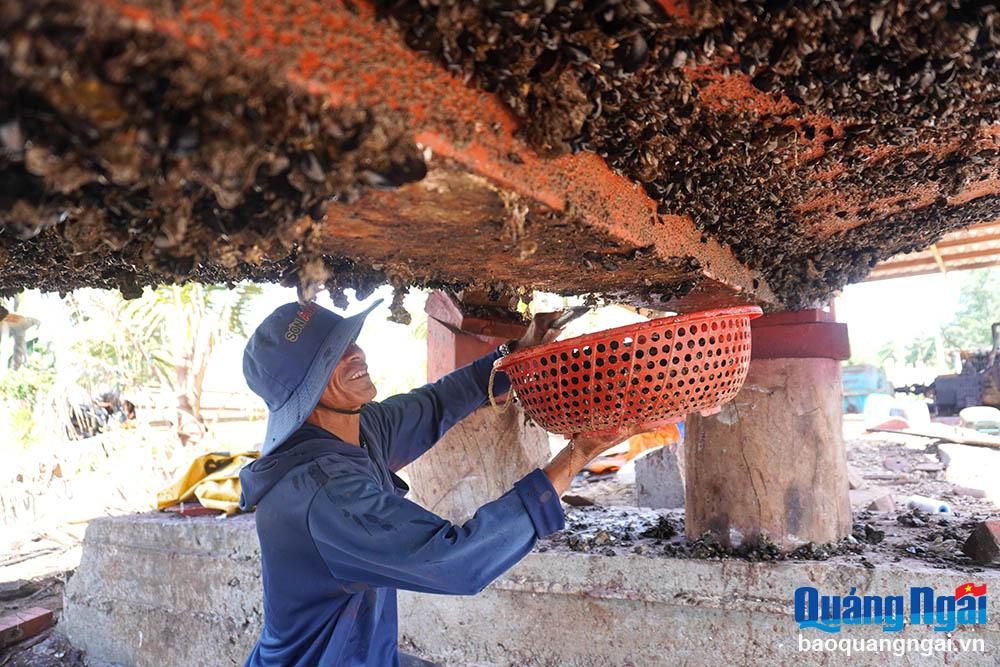 កម្មករ​ប្រើ​ប៉ែល​ដើម្បី​សម្អាត​ស្រទាប់​អយស្ទ័រ និង​មើម​ដែល​ជាប់​នៅ​បាត​ទូក​នេសាទ។
