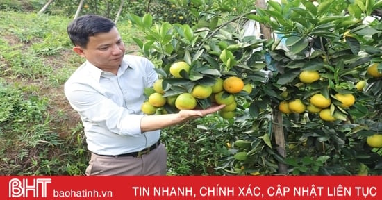 Cam chanh, cam bù trĩu quả, người dân vui như hội