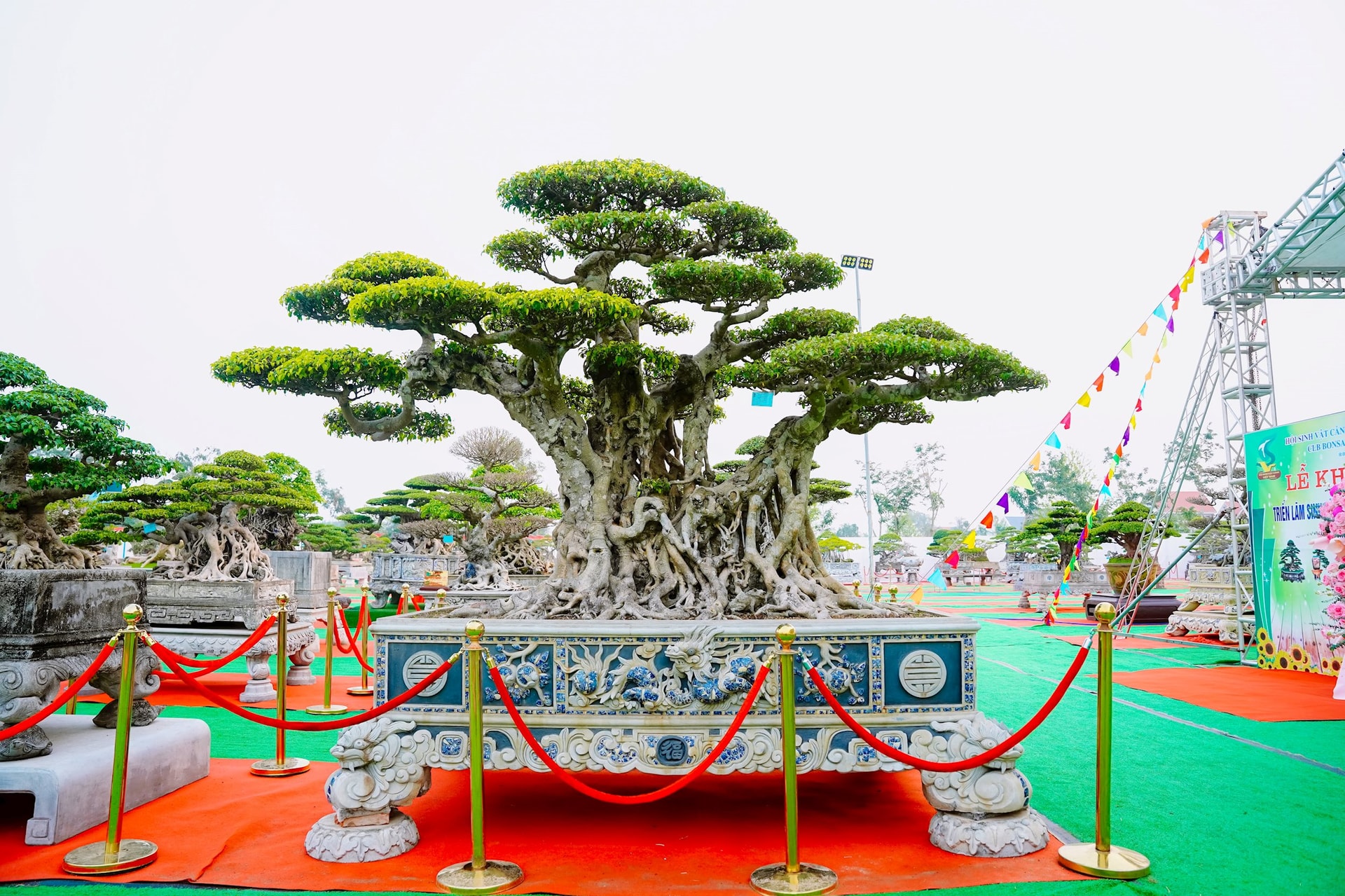 Muchos árboles bonsái valorados en mil millones de dólares en la mayor exposición de plantas ornamentales de Thanh Ha