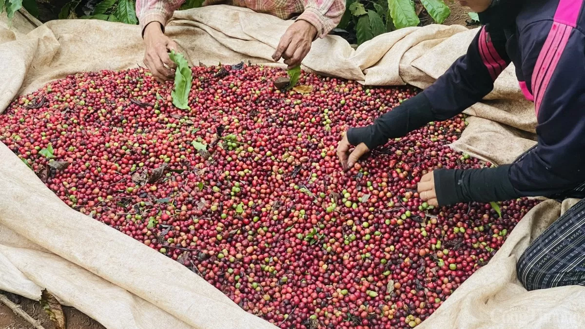 Kaffeepreis heute, 28. November 2024: Inlandskaffeepreis bei 124.000 VND/kg